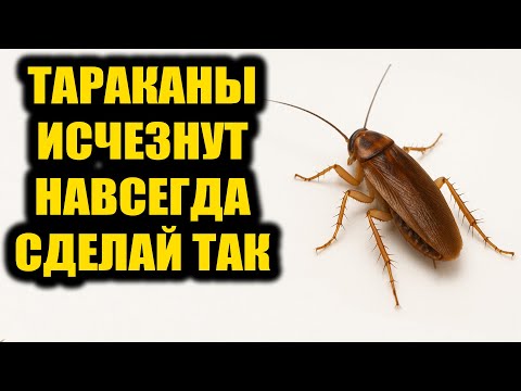 Видео: Как избавиться от тараканов навсегда простым и быстрым способом!