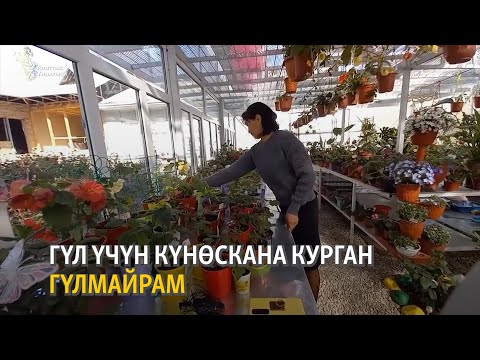 Видео: Гүл үчүн күнөскана курган Гүлмайрам