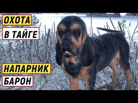 Видео: TheHunter Call of the Wild - ОХОТА в ТАЙГЕ.  Новый питомец БАРОН.  Лось АТАКУЕТ # 142