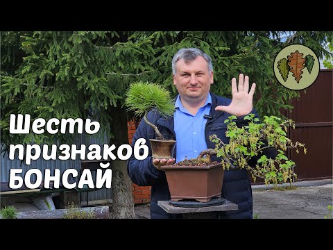 Видео: Шесть признаков настоящего бонсай @Studio.Bonsai