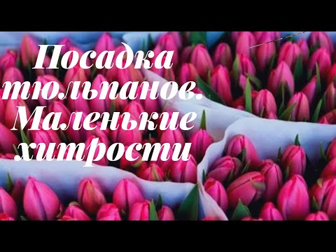 Видео: 9°С технология выгонки тюльпанов. Посадка