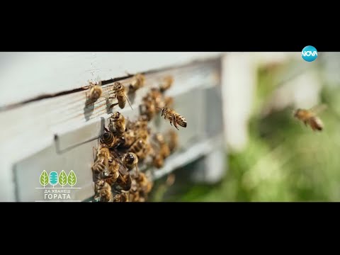 Видео: Да хванеш гората (08.12.2024)