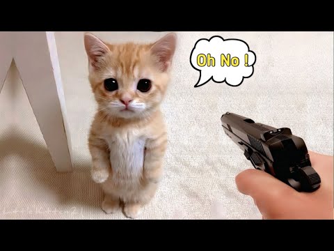 Видео: Самый драматичный кот на планете 🤣 Смешные видео с кошками 😹🐾