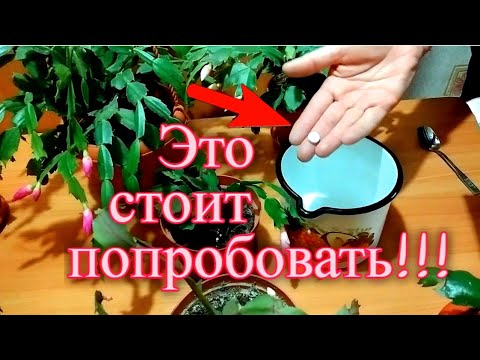 Видео: Опрыскиваю декабрист этим один раз в декабре и цветение на всю зиму обеспечено !!!