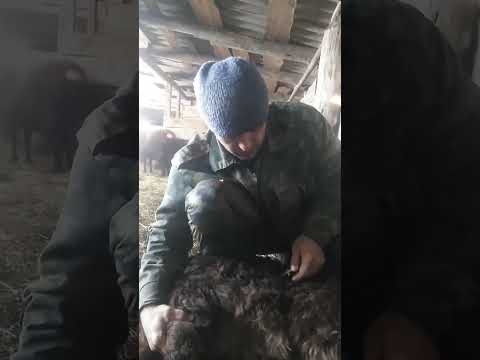 Видео: Спасение ягнёнка