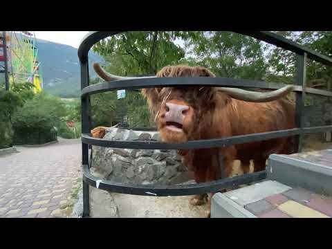 Видео: Проведал семью коров зебу и угостил еще быка великана!