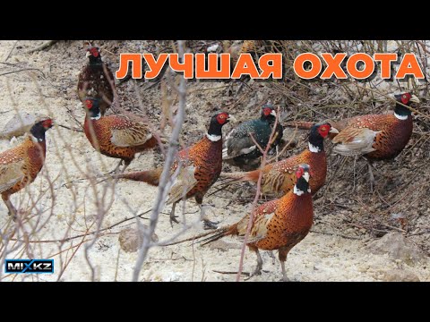 Видео: Дуплеты из фазанов! Фазаны один за одним взлетали и ...! коллективная охота на фазана, зимняя охота