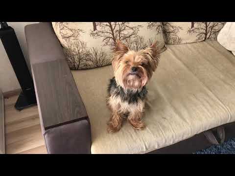 Видео: Мартик полностью разрушаем миф о том, что йорки тупые...