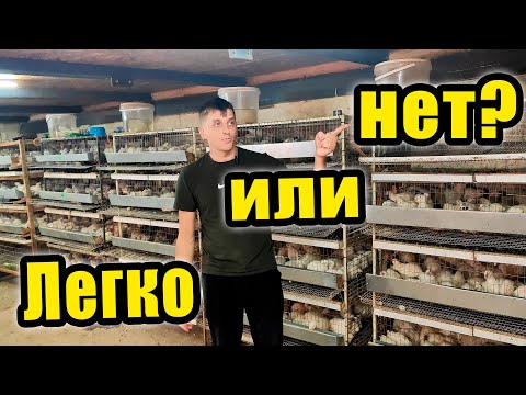 Видео: Вся правда о перепеловодстве: легко или нет?