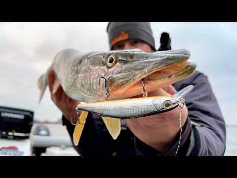 Видео: Отличная рыбалка на воблеры Balisong Minnow 130SP и Inquisitor 130SP на Каме #едунарыбалку