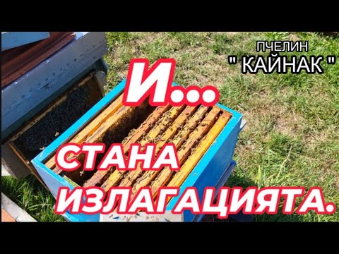 Видео: ПРЕГЛЕД, ТРЕТИРАНЕ И ПОДАВАНЕ НА ХРАНА НА ПРОБЛЕМЕН РОЯК 23.08.25г.