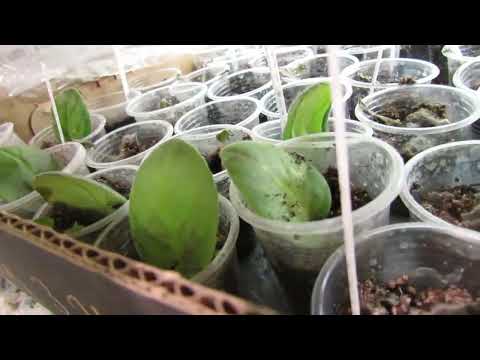 Видео: ТРИ МЕСЯЦА без воды, света и тепла. ФИАЛКИ, БЕГОНИИ, стрепсы Что ВЫЖИЛО?