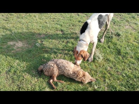 Видео: Охота на шакала! Первая добыча Полегона! 