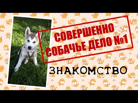 Видео: Совершенно Собачье дело №1 Знакомство