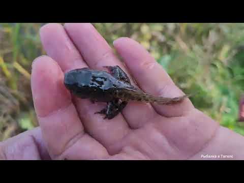 Видео: Сазан на разные насадки и РАЗВЕДКА ВОДОЕМА