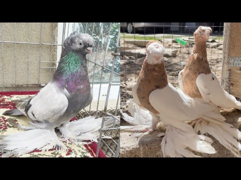 Видео: Богатый шедевр чубы ноги гребля бешеная. Двухчубые голуби. Tauben. Pigeons. Palomas. Pombos. 비둘기.