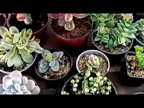 Видео: Суккуленты крупным планом.