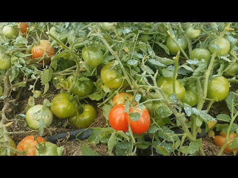 Видео: Томат монгольский карлик от А до Я