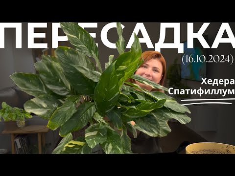 Видео: Пересадка большого Спатифиллума и Хедеры(Плюща)