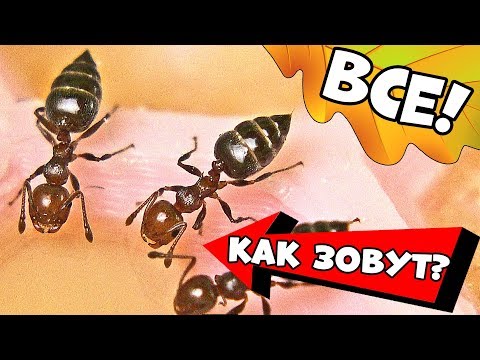 Видео: Муравьи - обзор всех колоний!