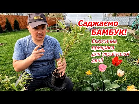 Видео: Такого на дачі в нас ще не було- саджаємо бамбук!