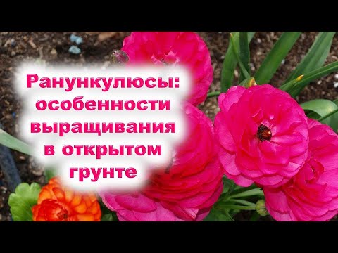 Видео: Ранункулюсы: особенности выращивания лютиков через рассаду в открытом грунте. Как сажать лютики?