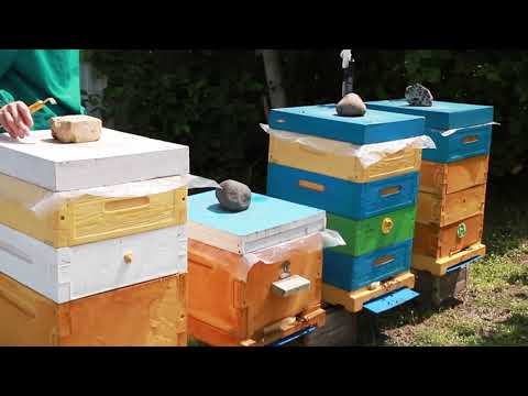Видео: Невеличка екскурсія по матковивідній пасіці