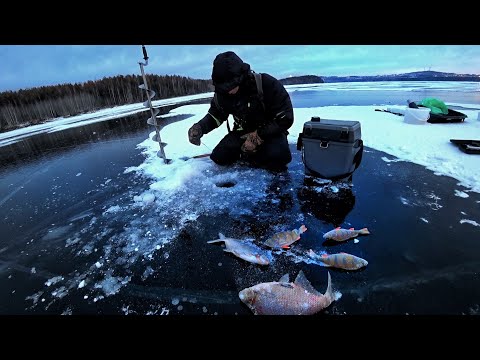 Видео: БЕЗМОТЫЛКА БОЛЬШОЙ ВЫПУСК. МОРМЫШКИ, КИВКИ, ПРОВОДКИ, ТАКТИКА ЛОВЛИ, СНАРЯГА.