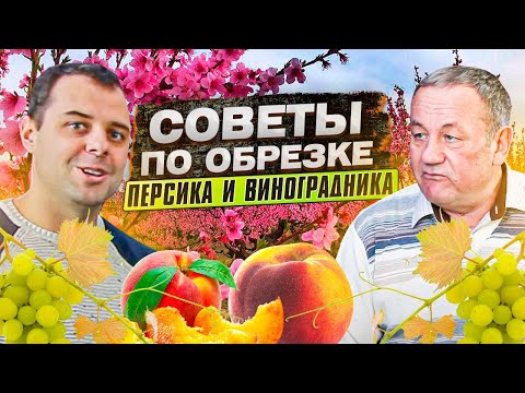 Видео: Обрезка персика от А до Я. Советы по обрезке песика и виноградника от Михаила Вареника.