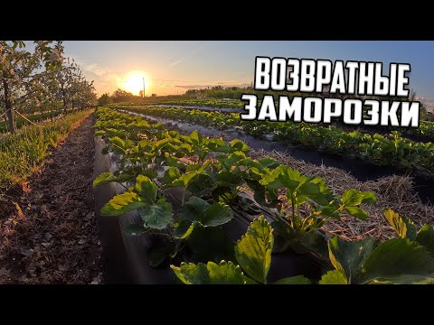 Видео: КЛУБНИКА как сохранить цветок при морозе 🍓❄