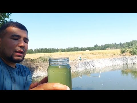 Видео: Илон балиқ ховузга зарур тавсия ХЛОРЕЛЛА.