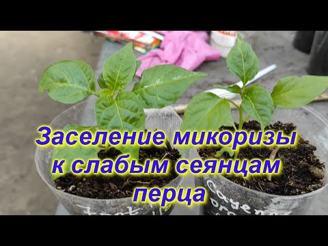 Видео: Эсперимент ! Результат в конце видео ! #микориза #огород #сад #микоризаприменение