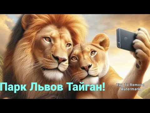 Видео: ПАРК ЛЬВОВ ТАЙГАН