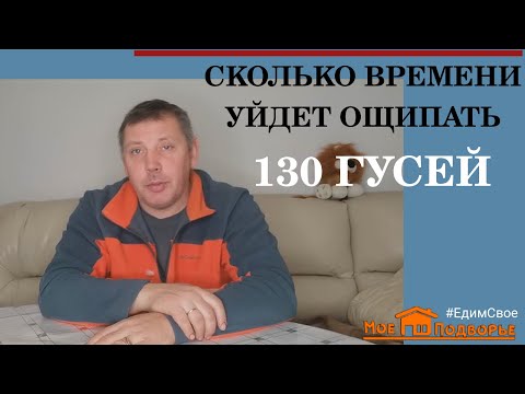 Видео: Сколько в день я ощипываю гусей? Сколько пуха можно взять с 1 гуся?  Часть 2. "Мое Подворье"