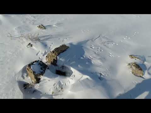 Видео: охота на зайца. Охота с хрустом