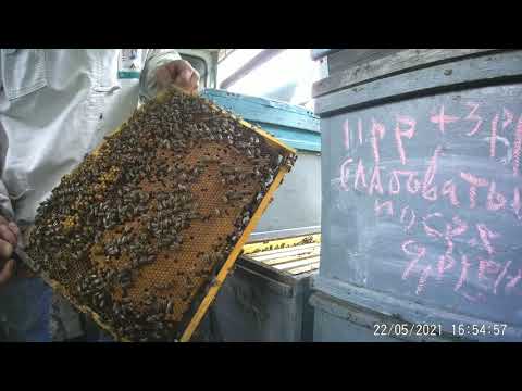 Видео: Причина слабого взятка БЕЛОЙ АКАЦИИ?ПЧЕЛОМАТКА ИЗОЛИРОВАНА на Белую Акацию.