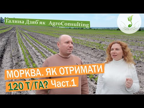 Видео: Ярослав Бай: про шлях до успішної технології вирощування моркви