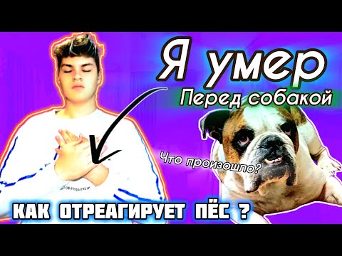 Видео: КАК ОТРЕАГИРУЕТ МОЙ ПЁС, НА ТО, ЧТО Я УМЕР