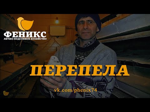 Видео: ЛПХ Феникс - Перепела (Эстонские, Фараон, Маньчжурские, Белый Американский бройлер) Челябинск