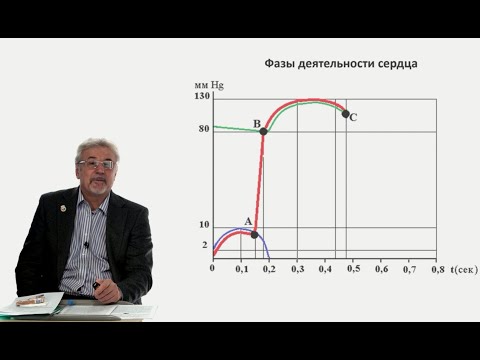 Видео: Евсеев А.В. Нормальная физиология. Лекция №12. Фазы и физические проявления деятельности сердца.2023