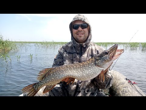 Видео: жор щуки на шапсуге летом