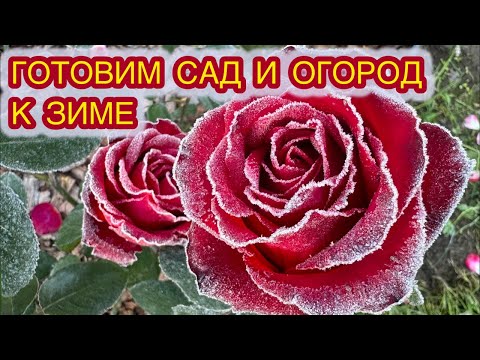 Видео: Подготовка сада и огорода к зиме. В гостях эксперт микробиолог @ekodachnik