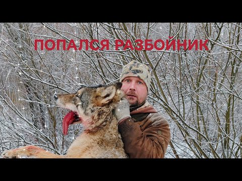 Видео: Охота на волка / Wolf Hunting: The Art of Survival