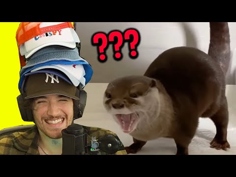 Видео: Смеешься — надеваешь шляпу