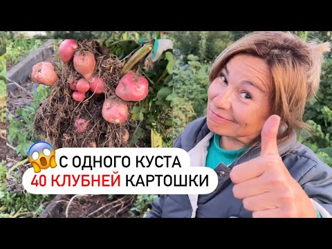 Видео: Урожай картошки 2024, эксперимент удался!!!