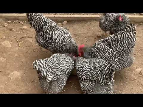 Видео: Породистая птица. ,Амрокс ,Легорн,Виандоттен .Amrocks,Barnevelder,Leghorn,Wyandotten .