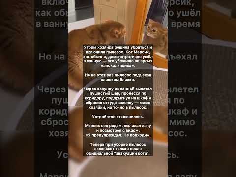 Видео: 😹♥️🐈Кот против пылесоса #котик #котики #кот #кошка