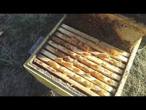 Видео: Матка трутневеет