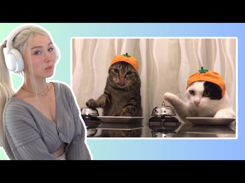 Видео: Самые смешные клипы с животными РЕАКЦИЯ!!!