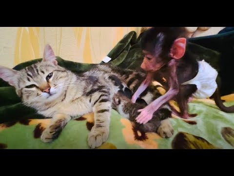Видео: ВЫ ТАКОГО НЕ ВИДЕЛИ! Обезьянка Люся помогает папе-коту ухаживать за котятами! Марсель- СУПЕР КОТ!